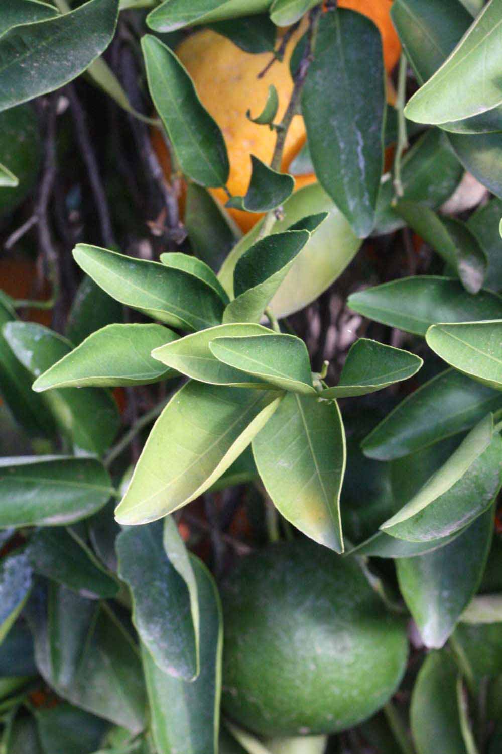              Sun leaves (Riverside, CA)       